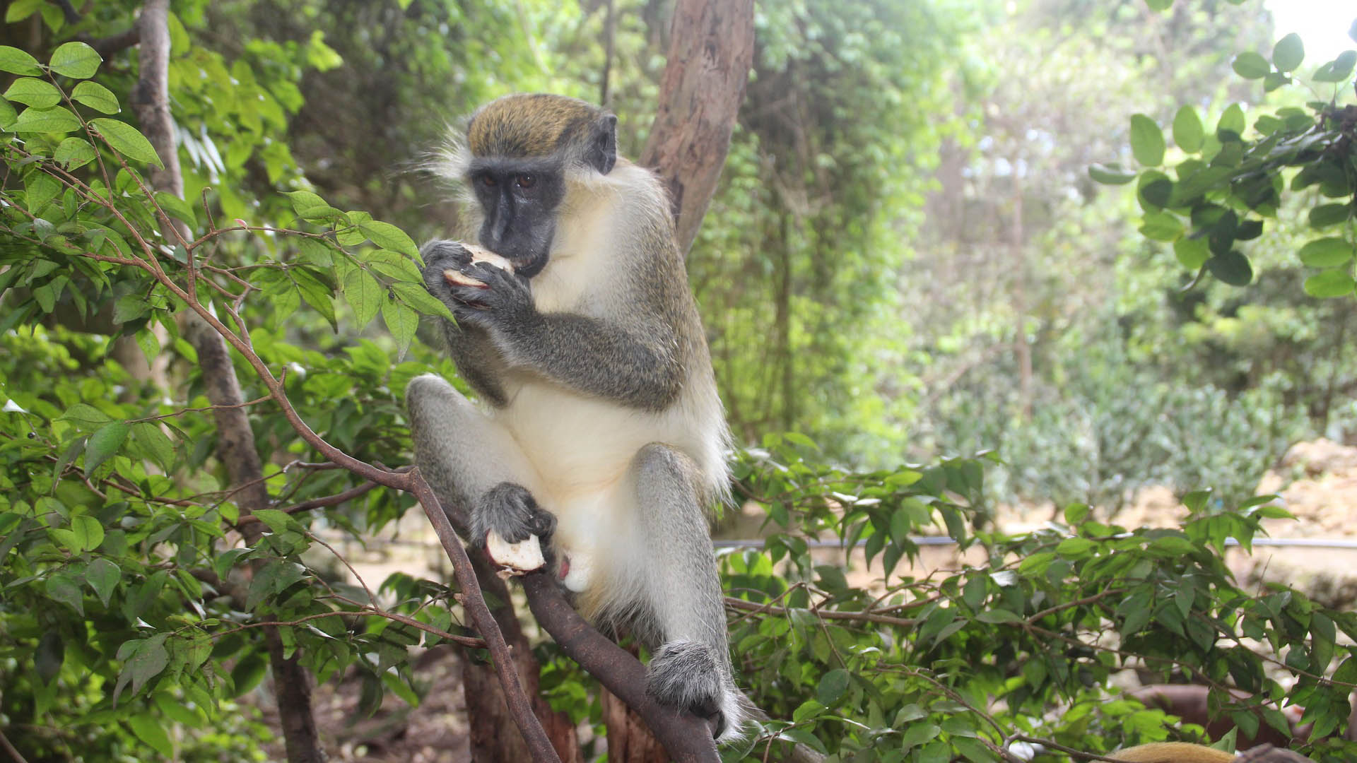 TOP SIX TOURS OF BARBADOS monkey